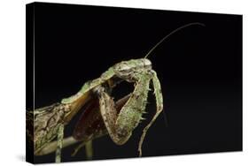 Female Grizzled Mantis Cleaning Antenna, Central Florida-Maresa Pryor-Stretched Canvas