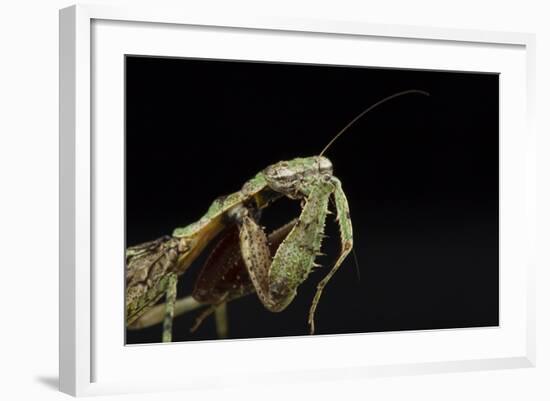 Female Grizzled Mantis Cleaning Antenna, Central Florida-Maresa Pryor-Framed Photographic Print