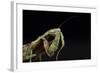 Female Grizzled Mantis Cleaning Antenna, Central Florida-Maresa Pryor-Framed Photographic Print