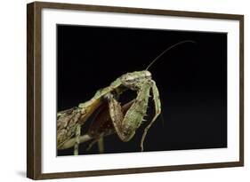 Female Grizzled Mantis Cleaning Antenna, Central Florida-Maresa Pryor-Framed Photographic Print