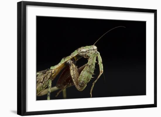 Female Grizzled Mantis Cleaning Antenna, Central Florida-Maresa Pryor-Framed Photographic Print