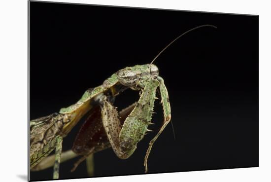 Female Grizzled Mantis Cleaning Antenna, Central Florida-Maresa Pryor-Mounted Photographic Print