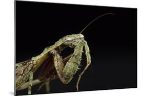 Female Grizzled Mantis Cleaning Antenna, Central Florida-Maresa Pryor-Mounted Photographic Print