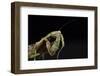 Female Grizzled Mantis Cleaning Antenna, Central Florida-Maresa Pryor-Framed Photographic Print