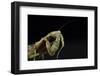 Female Grizzled Mantis Cleaning Antenna, Central Florida-Maresa Pryor-Framed Photographic Print