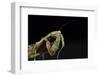 Female Grizzled Mantis Cleaning Antenna, Central Florida-Maresa Pryor-Framed Photographic Print