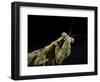 Female Grizzled Mantis Cleaning Antenna, Central Florida-Maresa Pryor-Framed Photographic Print