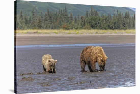 Female grizzly bear and cub clamming, Lake Clark National Park and Preserve, Alaska-Adam Jones-Stretched Canvas