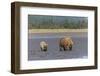 Female grizzly bear and cub clamming, Lake Clark National Park and Preserve, Alaska-Adam Jones-Framed Photographic Print