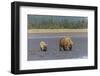 Female grizzly bear and cub clamming, Lake Clark National Park and Preserve, Alaska-Adam Jones-Framed Photographic Print