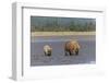 Female grizzly bear and cub clamming, Lake Clark National Park and Preserve, Alaska-Adam Jones-Framed Photographic Print