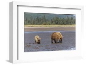 Female grizzly bear and cub clamming, Lake Clark National Park and Preserve, Alaska-Adam Jones-Framed Photographic Print