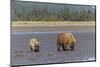 Female grizzly bear and cub clamming, Lake Clark National Park and Preserve, Alaska-Adam Jones-Mounted Photographic Print