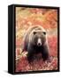 Female Grizzly Bear Foraging Red Alpine Blueberries, Denali National Park, Alaska, USA-Hugh Rose-Framed Stretched Canvas