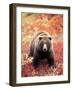 Female Grizzly Bear Foraging Red Alpine Blueberries, Denali National Park, Alaska, USA-Hugh Rose-Framed Photographic Print