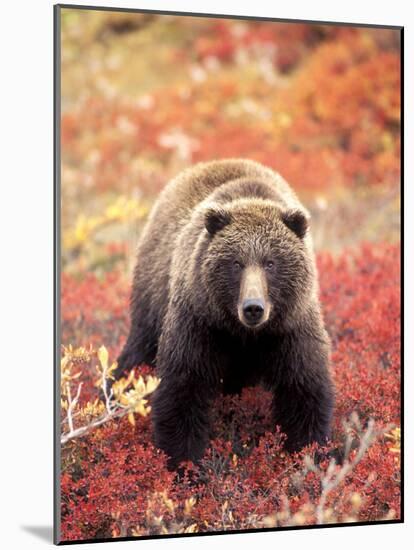 Female Grizzly Bear Foraging Red Alpine Blueberries, Denali National Park, Alaska, USA-Hugh Rose-Mounted Photographic Print