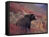 Female Grizzly Bear in Alpine Tundra, Denali National Park, Alaska, USA-Hugh Rose-Framed Stretched Canvas