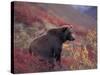 Female Grizzly Bear in Alpine Tundra, Denali National Park, Alaska, USA-Hugh Rose-Stretched Canvas