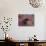 Female Grizzly Bear in Alpine Tundra, Denali National Park, Alaska, USA-Hugh Rose-Photographic Print displayed on a wall