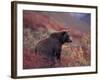 Female Grizzly Bear in Alpine Tundra, Denali National Park, Alaska, USA-Hugh Rose-Framed Photographic Print