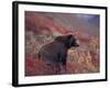 Female Grizzly Bear in Alpine Tundra, Denali National Park, Alaska, USA-Hugh Rose-Framed Photographic Print