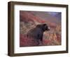 Female Grizzly Bear in Alpine Tundra, Denali National Park, Alaska, USA-Hugh Rose-Framed Photographic Print