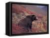 Female Grizzly Bear in Alpine Tundra, Denali National Park, Alaska, USA-Hugh Rose-Framed Stretched Canvas