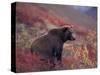 Female Grizzly Bear in Alpine Tundra, Denali National Park, Alaska, USA-Hugh Rose-Stretched Canvas