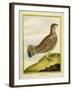 Female Grouse-Georges-Louis Buffon-Framed Giclee Print