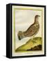 Female Grouse-Georges-Louis Buffon-Framed Stretched Canvas