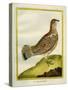 Female Grouse-Georges-Louis Buffon-Stretched Canvas