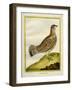 Female Grouse-Georges-Louis Buffon-Framed Giclee Print