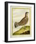 Female Grouse-Georges-Louis Buffon-Framed Giclee Print