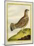 Female Grouse-Georges-Louis Buffon-Mounted Giclee Print