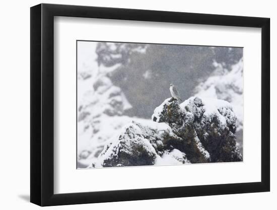 Female Gyrfalcon (Falco Rusticolus) in Snow, Myvatn, Thingeyjarsyslur, Iceland, April 2009-Bergmann-Framed Photographic Print