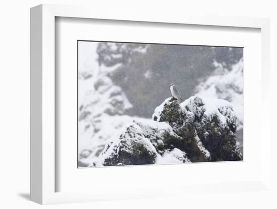 Female Gyrfalcon (Falco Rusticolus) in Snow, Myvatn, Thingeyjarsyslur, Iceland, April 2009-Bergmann-Framed Photographic Print