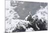 Female Gyrfalcon (Falco Rusticolus) in Snow, Myvatn, Thingeyjarsyslur, Iceland, April 2009-Bergmann-Mounted Photographic Print