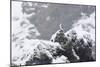 Female Gyrfalcon (Falco Rusticolus) in Snow, Myvatn, Thingeyjarsyslur, Iceland, April 2009-Bergmann-Mounted Photographic Print