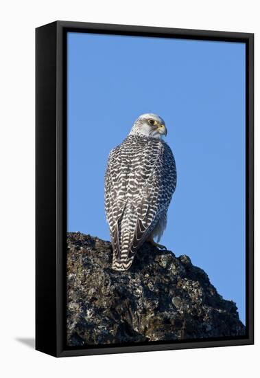 Female Gyrfalcon (Falco Rusticolus) on Rock, Myvatn, Thingeyjarsyslur, Iceland, April 2009-Bergmann-Framed Stretched Canvas