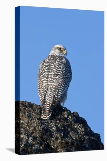 Female Gyrfalcon (Falco Rusticolus) on Rock, Myvatn, Thingeyjarsyslur, Iceland, April 2009-Bergmann-Stretched Canvas