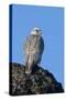 Female Gyrfalcon (Falco Rusticolus) on Rock, Myvatn, Thingeyjarsyslur, Iceland, April 2009-Bergmann-Stretched Canvas