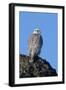 Female Gyrfalcon (Falco Rusticolus) on Rock, Myvatn, Thingeyjarsyslur, Iceland, April 2009-Bergmann-Framed Photographic Print