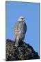 Female Gyrfalcon (Falco Rusticolus) on Rock, Myvatn, Thingeyjarsyslur, Iceland, April 2009-Bergmann-Mounted Photographic Print