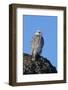 Female Gyrfalcon (Falco Rusticolus) on Rock, Myvatn, Thingeyjarsyslur, Iceland, April 2009-Bergmann-Framed Photographic Print