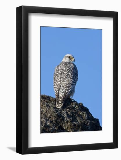 Female Gyrfalcon (Falco Rusticolus) on Rock, Myvatn, Thingeyjarsyslur, Iceland, April 2009-Bergmann-Framed Photographic Print