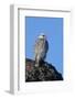 Female Gyrfalcon (Falco Rusticolus) on Rock, Myvatn, Thingeyjarsyslur, Iceland, April 2009-Bergmann-Framed Photographic Print