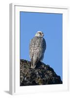 Female Gyrfalcon (Falco Rusticolus) on Rock, Myvatn, Thingeyjarsyslur, Iceland, April 2009-Bergmann-Framed Photographic Print