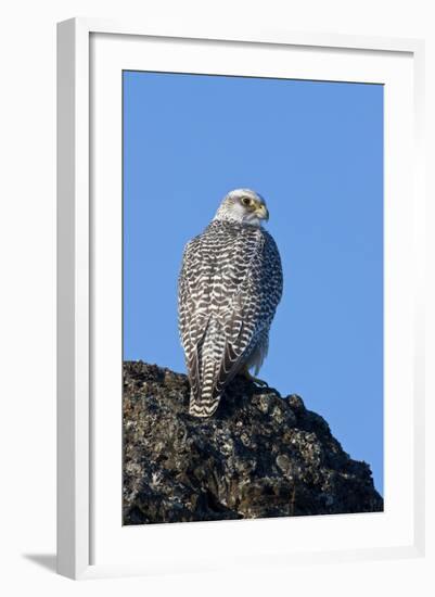 Female Gyrfalcon (Falco Rusticolus) on Rock, Myvatn, Thingeyjarsyslur, Iceland, April 2009-Bergmann-Framed Photographic Print