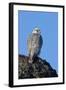 Female Gyrfalcon (Falco Rusticolus) on Rock, Myvatn, Thingeyjarsyslur, Iceland, April 2009-Bergmann-Framed Photographic Print