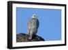 Female Gyrfalcon (Falco Rusticolus) on Rock, Myvatn, Thingeyjarsyslur, Iceland, April 2009-Bergmann-Framed Photographic Print